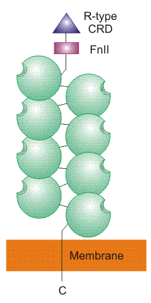 Group VI domain organization